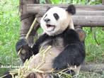 Chengdu Research Base of Giant Panda Breeding